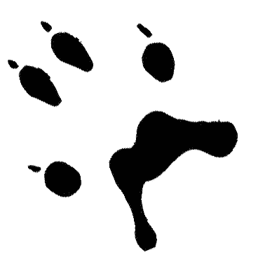 Eastern Grey Squirrel Footprint